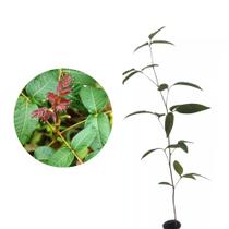 Muda de Gonçalo Alves 20 a 40cm AMK - Plantas Online - AMK Jardinagem e Paisagismo