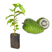 Muda de Graviola Rápida Produção Produz em Vasos