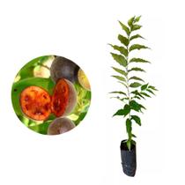 Muda de Groselha Hibrida 20 a 40cm AMK - Plantas Online