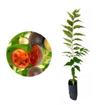Muda de Groselha Hibrida 20 a 40cm AMK - Plantas Online Muda de Groselha Hibrida 20 a 40cm AMK - Plantas Online