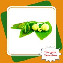 Muda de Groselha Tropical Phyllanthus Acidus