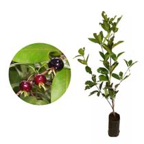 Muda De Grumixama 20 cm a 40 cm Muda De Grumixama 20 cm a 40 cm