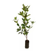 Muda de Grumixama Altura de 0,40 cm a 0,80 cm