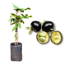 Muda de Grumixama Rápida Produção Produz em Vasos