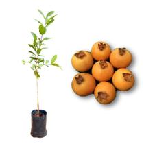 Muda de Guabiroba Rápida Produção Produz em Vasos