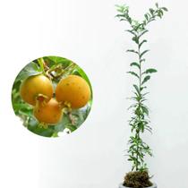 Muda de Guaivira 20 a 40cm AMK - Plantas Online Muda de Guaivira 20 a 40cm AMK - Plantas Online