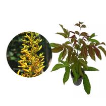 Muda de Guaricica 20 a 40cm AMK - Plantas Online