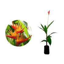 Muda de Heliconia 50 a 80cm AMK - Plantas Online