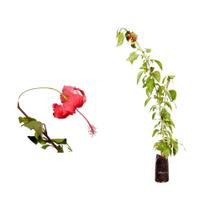 Muda de Hibisco Altura 0,40 cm a 0,80 cm Muda de Hibisco Altura 0,40 cm a 0,80 cm