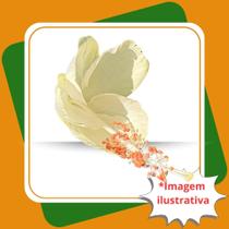 Muda de Hibisco cor Creme Hibiscus Rosasinensis.