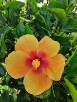 havaianas hibisco em Promoção no Magazine Luiza