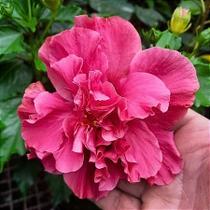 Muda de Hibisco Rosa Dobrado - Hibiscus rosa-sinensis Muda de Hibisco Rosa Dobrado - Hibiscus rosa-sinensis