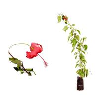 Muda de Hibisco Vermelho 20 a 40cm AMK - Plantas Online