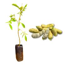 Muda de Ingá Branco Rápida Produção Produz em Vasos