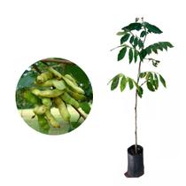 Muda de Inga de Metro 20 a 40cm AMK - Plantas Online