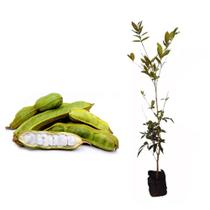 Muda de Inga do Brejo 20 a 40cm AMK - Plantas Online Muda de Inga do Brejo 20 a 40cm AMK - Plantas Online