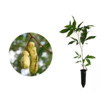 Muda De Inga Feijão Altura 50cm - Plantas