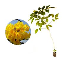 Muda de Ipê Amarelo 20 a 40cm AMK - Plantas Online