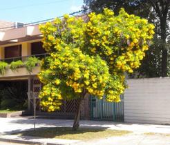Muda De Ipê Amarelo Mirim (de Jardim) Anão