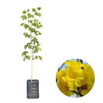 Muda de Ipê Amarelo Nativa 100cm Rápido Crescimento e Floração Muda Enraizada