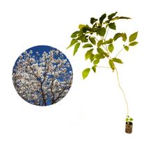 Muda de Ipe Branco 50 a 80cm AMK - Plantas Online