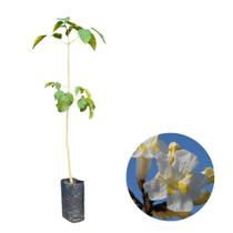 Muda de Ipê Branco Nativa 100cm Rápido Crescimento e Floração Muda Enraizada