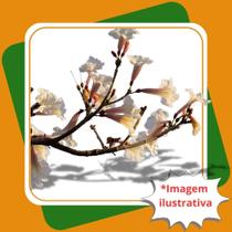 Muda de Ipê Branco Tabebuia Roseoalba Ridl. Sandwith.