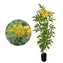 Muda de Ipe Mirim 20 a 40cm AMK - Plantas Online