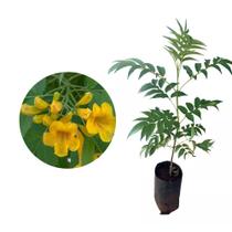 Muda De Ipê Mirim - Ideal Para Jardins