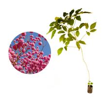 Muda de Ipe Rosa 50 a 80cm AMK - Plantas Online