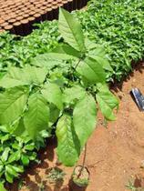 Muda de Ipê Rosa Altura de 0,40 cm a 0,80 cm