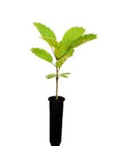 Muda de Ipê Rosa Pronta Para Plantio 10 cm a 40 cm