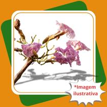 Muda de Ipê Rosa Tabebuia impetiginosa