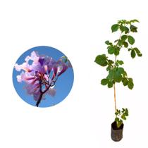 Muda de Ipe Roxo 50 a 80cm AMK - Plantas Online