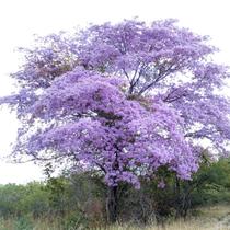 Muda de Ipê Roxo Altura de 0,40 cm a 0,80 cm