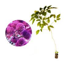 Muda de Ipe Roxo Bola 20 a 40cm AMK - Plantas Online