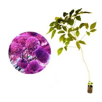 Muda de Ipe Roxo Bola 20 a 40cm AMK - Plantas Online