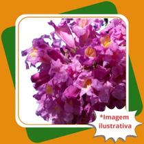 Muda de Ipê Roxo de Rápida Floração Handroanthus Avellanedae Muda de Ipê Roxo de Rápida Floração Handroanthus Avellanedae