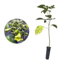 Muda de Ipe Verde 20 a 40cm AMK - Plantas Online