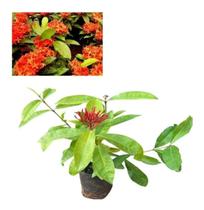 Muda De Ixora Africana Rei