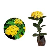 Muda de Ixora Midi Amarela 20 a 40cm AMK - Plantas Online