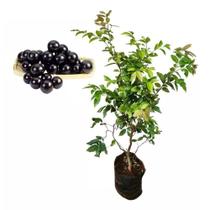 Muda de Jabuticaba 20 a 40cm AMK - Plantas Online
