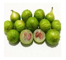 Muda De Jabuticaba Branca - Exótica