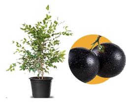 Muda De Jabuticaba Cabinho Myrciaria Trunciflora Produzindo