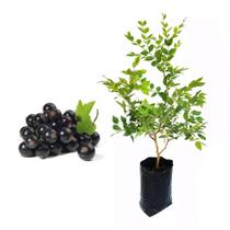 Muda de Jabuticaba Hibrida 20 a 40cm AMK - Plantas Online Muda de Jabuticaba Hibrida 20 a 40cm AMK - Plantas Online