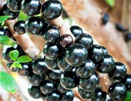 Muda de Jabuticaba Hibrida ou Precoce Muda de Jabuticaba Hibrida ou Precoce