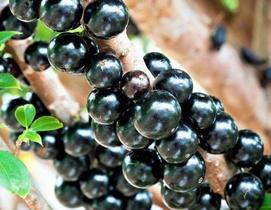 Muda de Jabuticaba Hibrida ou Precoce P Muda de Jabuticaba Hibrida ou Precoce P