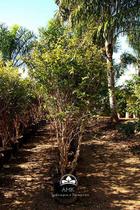 Muda de Jabuticaba Hibrida Produzindo Altura 1,5 m a 1,8 m