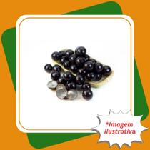 Muda De Jabuticaba Híbrida Tamanho P Myrciaria Cauliflora. Muda De Jabuticaba Híbrida Tamanho P Myrciaria Cauliflora.