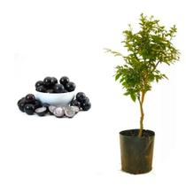 Muda de Jabuticaba Olho de Boi 20 a 40cm AMK - Plantas Online - AMK Jardinagem e Paisagismo